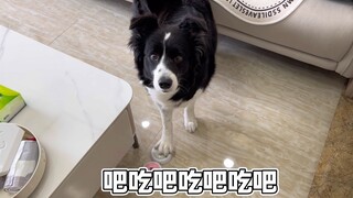 小狗：这个味道不太对，再多听几秒