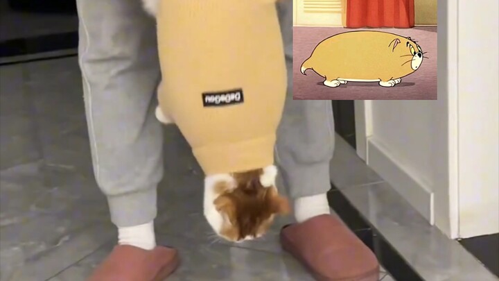 Bajunya kayaknya kekecilan buat si kucing, jadi dia panik sampai meong-meong terus!