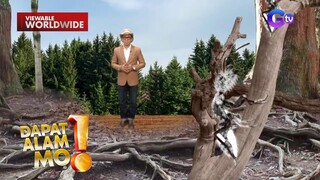 Uri ng putakte, mala-panda ang itsura pero makamandag ang kagat?! | Dapat Alam Mo!