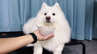 [สัตว์]ทำไมน้องหมาถึงไม่ยอมกินยา
