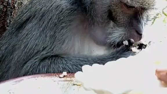 pecel dulu cah 😂😂