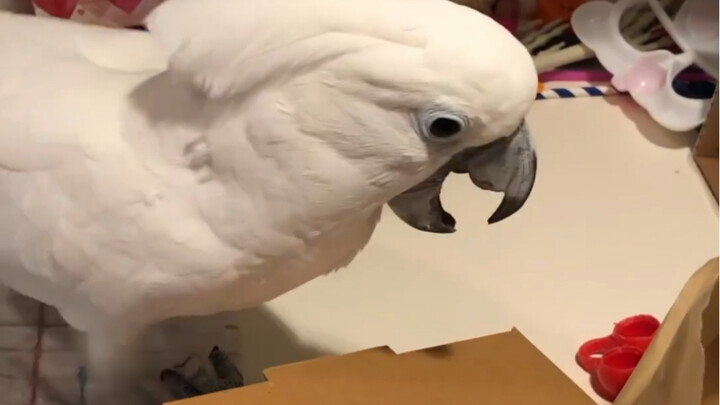 So freaking excited while opening gifts—I’m literally screaming like a donkey!