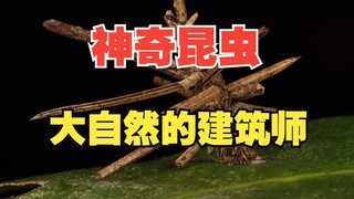 蝜蝂是杜撰的，但蓑蛾是真实存在的