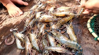 VÔ MÁNH. Hôm qua ăn tôm hùm nay đi mò tôm sông. Tôm càng hấp nước dừa - Bin Đen Miền Tây # 239