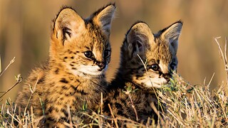 Cute cat, but eats poisonous snakes!
