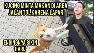 Masya Allah Kucing Ini Minta Makan Dan Ngejar-Ngejar Ingin Ikut Pulang..!