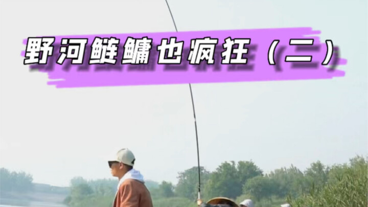Wild river silver carp and bighead carp are going wild—today’s target is 250 jin; let’s see if we ca