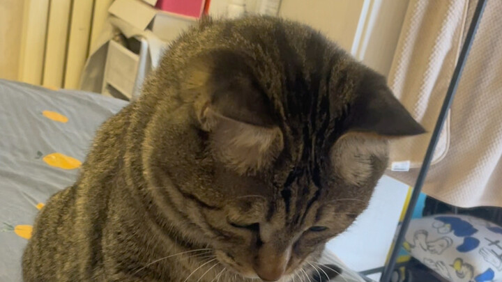 I play games with Jinjin (more daily)