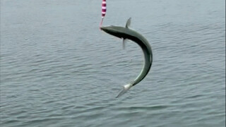 爱拼才会赢（我钓的