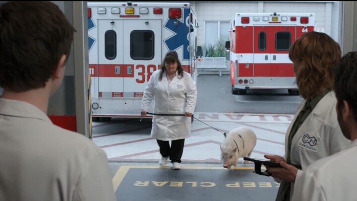 A new piglet came to the hospital. It turned out to be a human replacement for a heart transplant. S