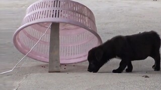 Dua anak anjing liar datang ke rumah untuk mencuri makanan Kakek membuat artefak penangkap anjing, y