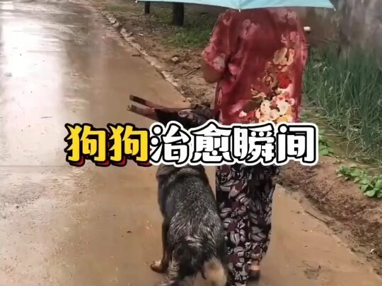 The dog is a family member who keeps Grandma company.