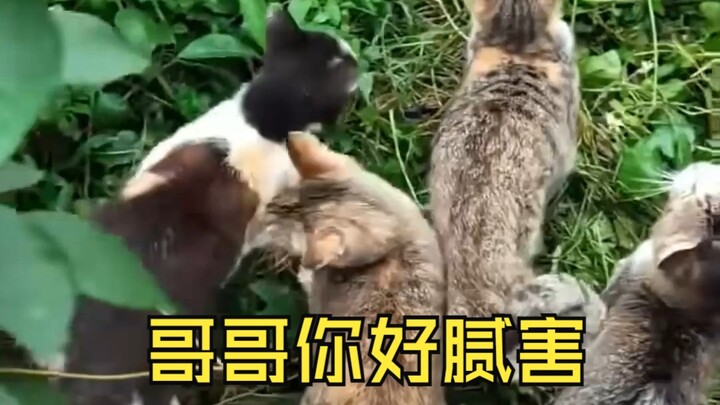 Cat: Big brother, you're so awesome! Big brother, I want one too—please, big brother, just give me o