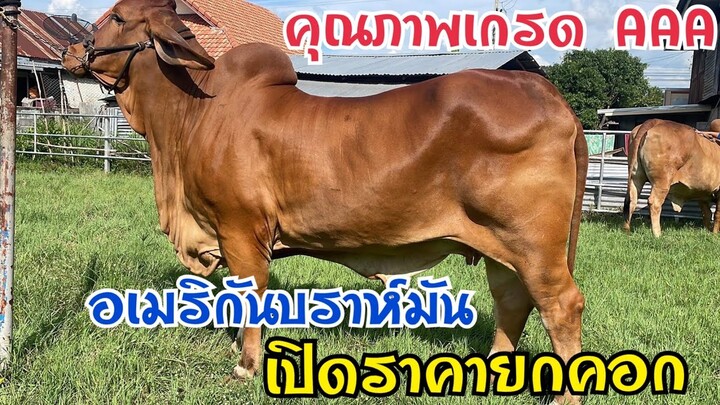 ฟาร์มนี้คุณภาพเกรดAเปิดแบ่งวัวอเมริกันบรรห์มันเลือดร้อย เกรดประกวด สวยๆ ทั้งนั้น จำนวน 6 ตัว @ยโสธร