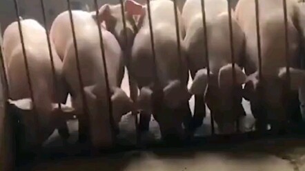 Banyak orang berarti banyak kekuatan, hal ini juga berlaku pada kelompok babi.