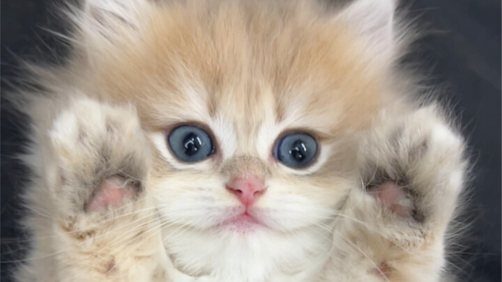 Wow, why does my little sister have so many?!