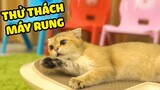 Phản ứng của mèo với máy rung massage | The Happy Pets #51
