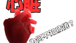 为什么心脏肌肉不会疲劳，它的动力来自哪里？