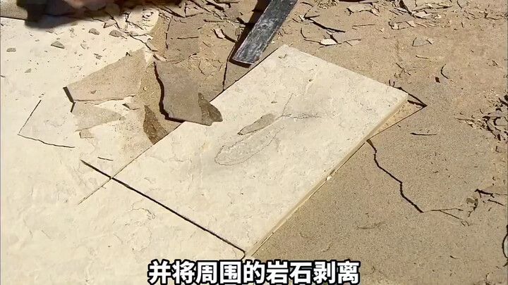 كيف تُستخرج الحفريات وتُعالج لتصبح في النهاية معروضات في المتاحف تُعرض للجمهور. #وثائقي #علوم-شعبية