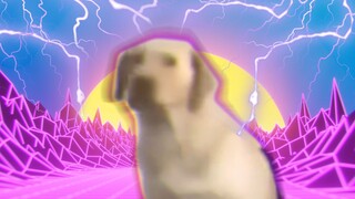 Chó nhạc điện chất lượng cao~