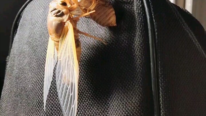 Golden cicada sheds its skin! They say anyone who watches this video will have a streak of good luck