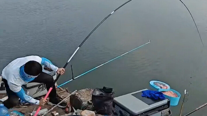 I don’t know if you can handle a 100-pound behemoth.