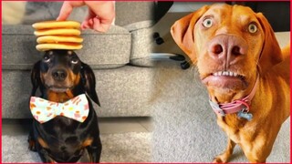 Dog  &  Cute Cat Funny Video.