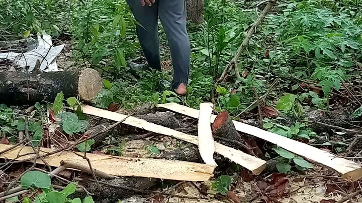 simple life in the forest