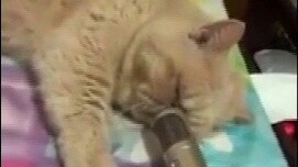 มันทำให้ฉันหัวเราะหนักมาก เสียงกรนของแมวจะตลกขนาดนี้ได้ยังไง! - - -