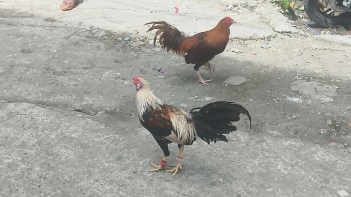 Nilotres kasi bata