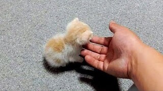 OMG So Cute Cats ♥ Best Funny Cat Videos 2020 #20