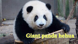  [Panda He Hua] Panda gemuk, tak muat dalam keranjang
