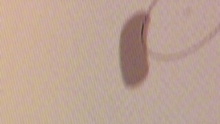 1851 - Xueyi Cat / 雪衣猫猫糕 10 Jan 2024