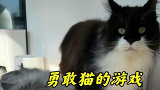 Setelah menunjukkan video kucing membunuh kepada kucing di rumahku...