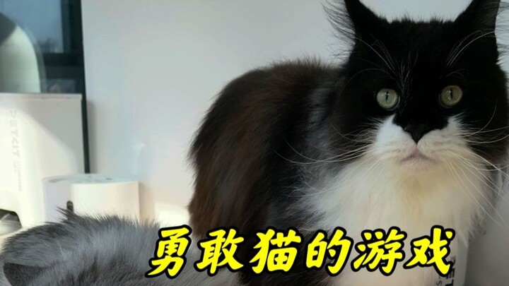 After showing my cat a video of a cat committing murder...