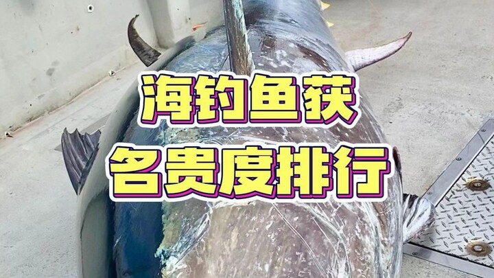 Ranking of Precious Catches in Sea Fishing!