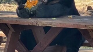 หมีดำที่นั่งกินข้าวเหมือนคน สองมือยังถืออาหารอย่างเรียบร้อย ท่านั่งของเจ้านายตัวนี้น่ารักมากเลย!