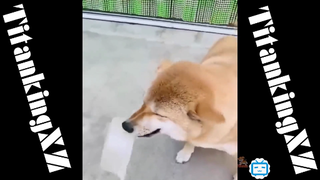 Cần gì người yêu khi con dog là qúa đủ #dogcute