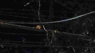 Parkouring rat in QUEZON CITY Philippines