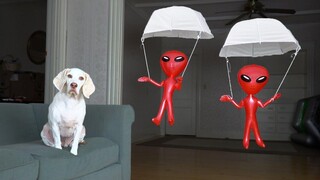 Dog vs Aliens in Parachutes Prank สุนัขตลก Maymo Pranked โดย Alien