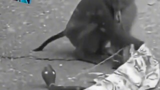 Monkey: Flax is falling, flax is falling.