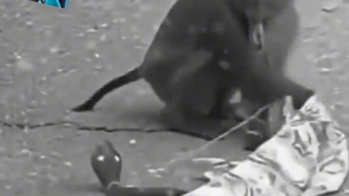 Monyet: Rami turun, rami turun