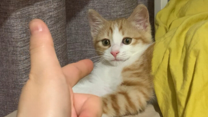 A Kitten Scared by a Snap of the Fingers