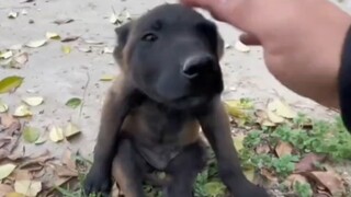 第一章：忠臣遇明主