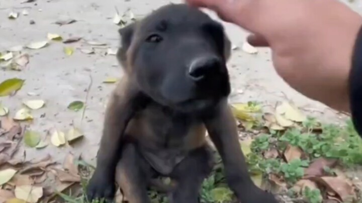 الفصل الأول: الوزير المخلص يلتقي بالحاكم الحكيم