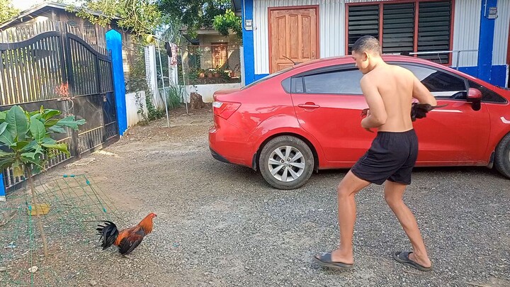 full bros melsim black straight breed