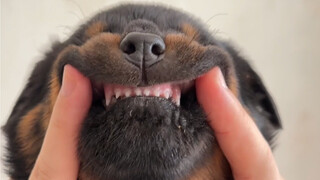 Tiếng khóc của chú Rottweiler bé nhỏ