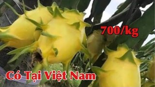 Độc Lạ- Tham quan vườn Thanh Long Vàng, giá vàng 700k/kg phục vụ dịp tết nguyên đán