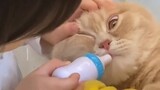 Kucing|Bayi Anti Hewan Peliharaan