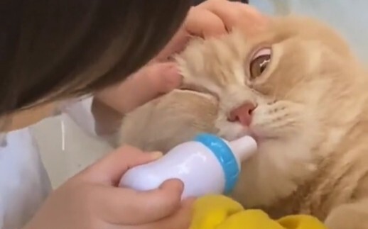 Cat|Naughty Anti-pet Kids
